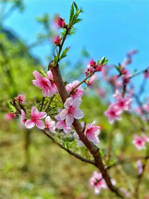 踏春赏景正当时武隆大地绘出醉美春景图快看