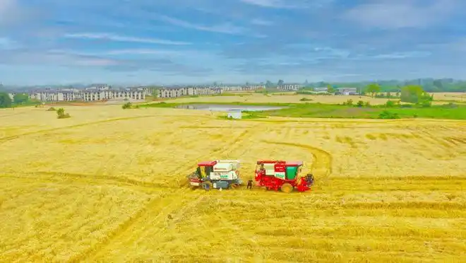 壮观锦绣天府3000亩麦田丰收