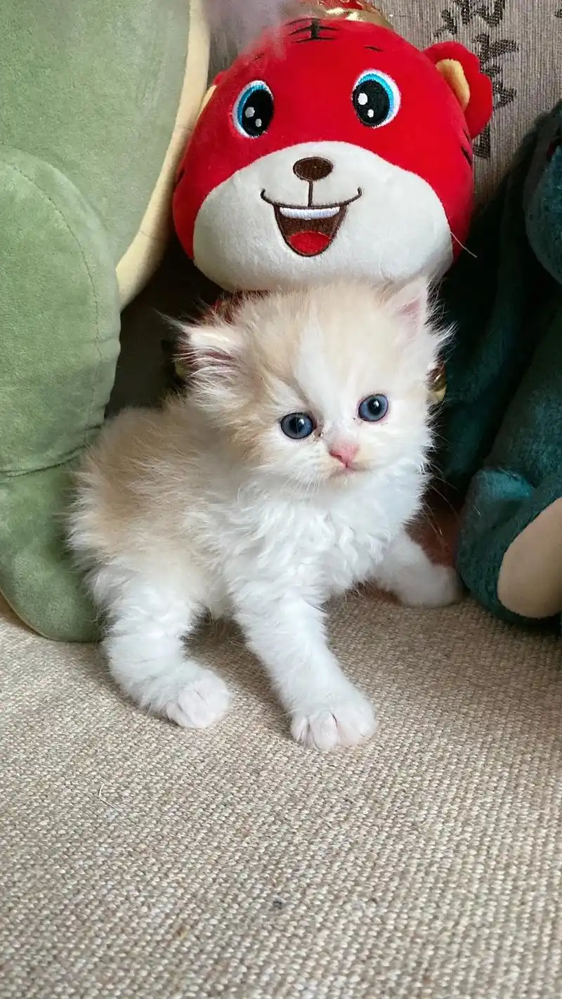 英短乳白乳白高地