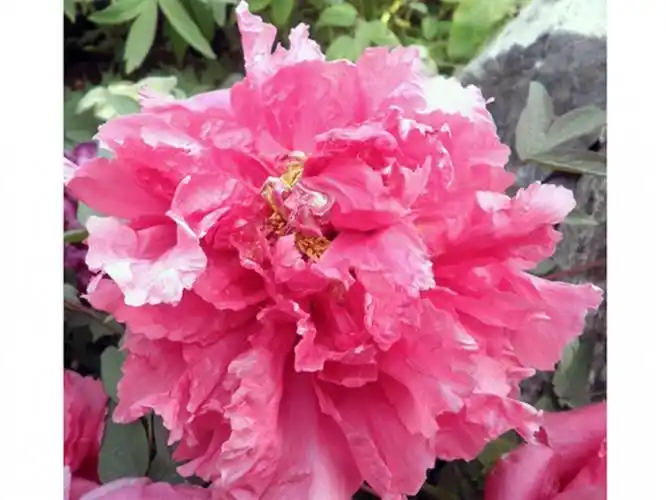 点击查看详细信息 br>标题:卷叶红牡丹 阅读次数:62