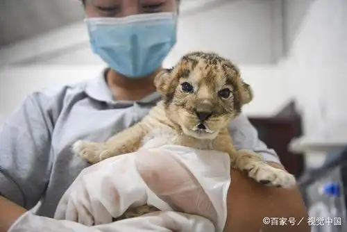饲养员在给刚出生不久的四只小狮子喂奶
