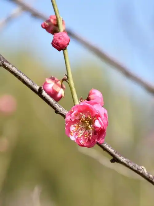 【原创】梅花飘香惊艳梅园
