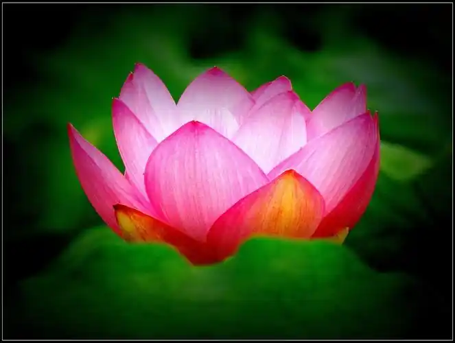 【双灵寺荷花摄影图片】生态摄影_太平洋电脑网摄影部落