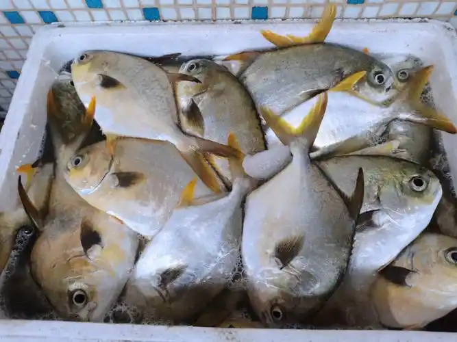 黄鲷鱼能卖70一斤,黑鲷鱼价格便宜一些.