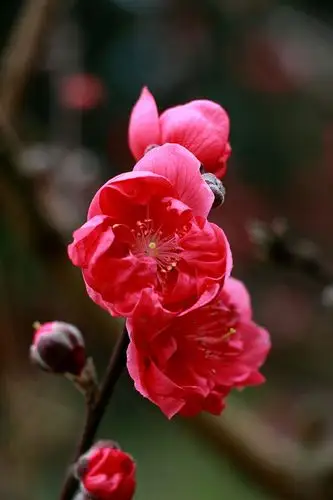 三月桃花红艳艳