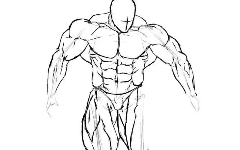 【健美肌肉男板绘教学】一边学画,一边学人体