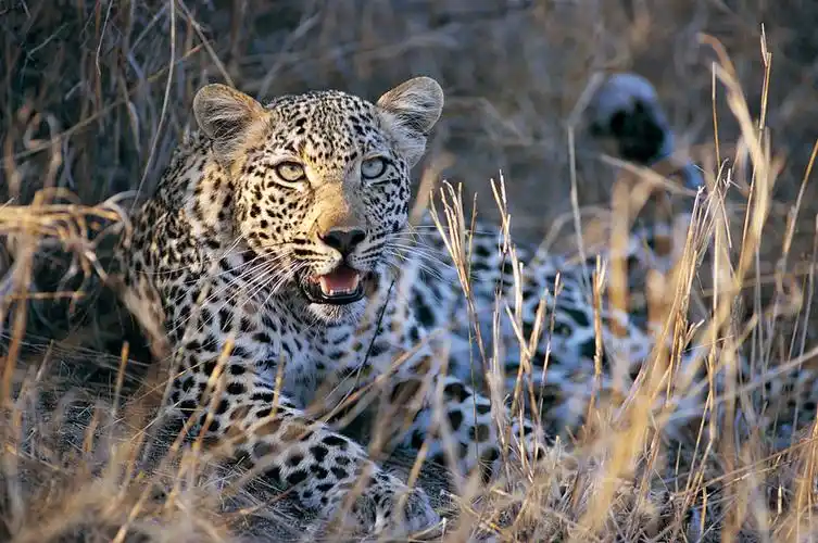 关键词:金钱豹图片下载,野生动物,动物世界,金钱豹,猎豹,豹子,摄影图