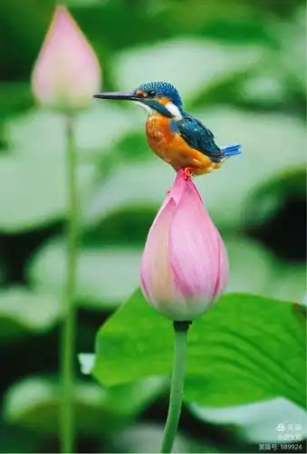 荷花鸟