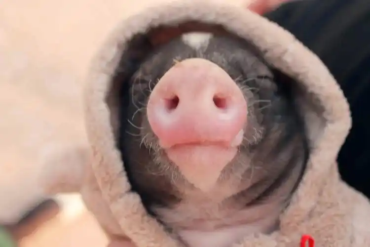 猪^(oo)^ - 堆糖,美图壁纸兴趣社区