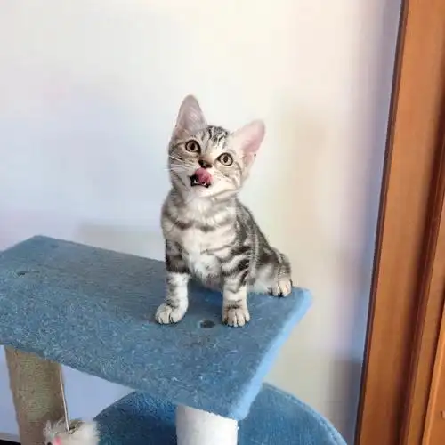 美国短毛猫是真的耐看型