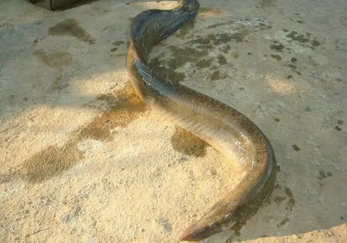 农村池塘十大野味,排名第一的现在上千元也吃不到!