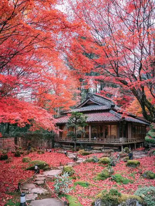 7315滋贺7315赤红色的落叶庭院7315