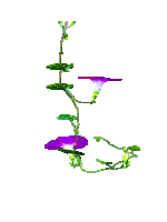 【转载】【免抠透明动态花草】〖画音小装饰物