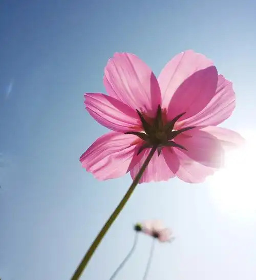 她曾说我的世界就是花花草草猫猫狗狗格桑花