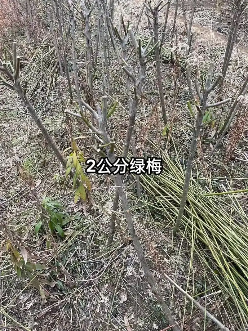 2公分绿梅.2公分绿梅,努力为国家创造gdp,为美丽中国98 - 抖音