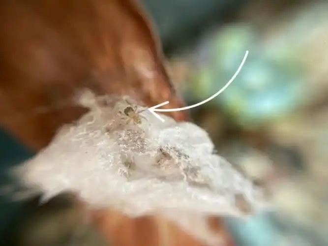 开始处理多肉枯叶万万没想到枯叶里包着一包小小跳蛛还没来得及拍照蛛