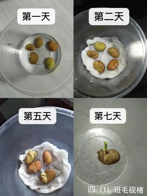小蚕豆的大变身日记最新