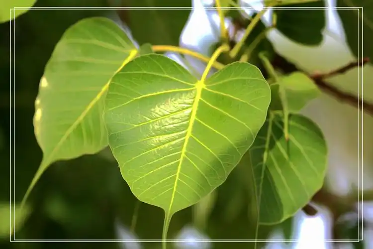 【秘境印度2】寻觅佛陀的足迹