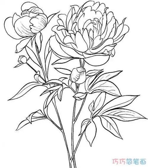 牡丹树铅笔简笔画