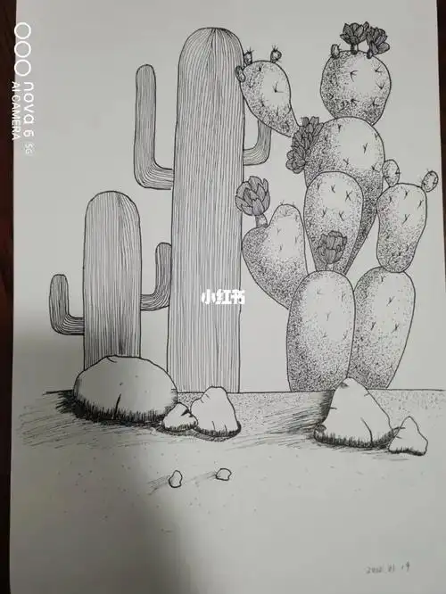 黑白线条画仙人掌