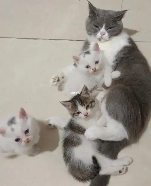 一个没看住我家英短不知道看上哪家的小渣猫了,结果就生了一窝不知道