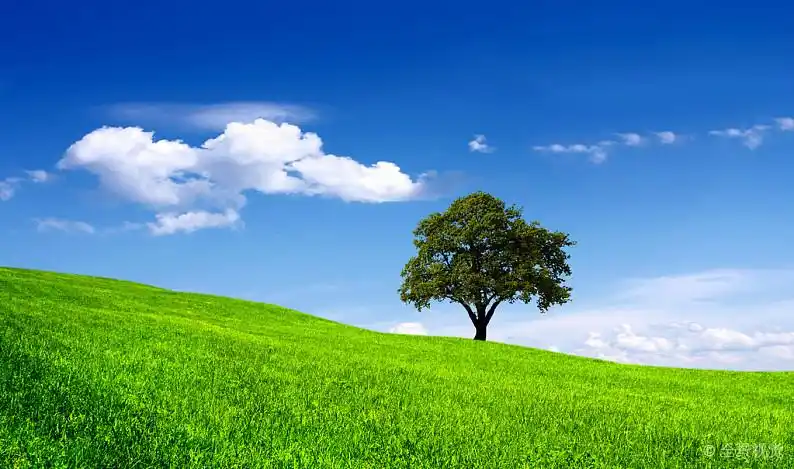 绿色_树_地点_蓝色背景_天空_高清图片_全景视觉