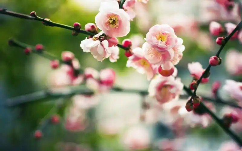 春天的花蕾唯美高清桌面壁纸