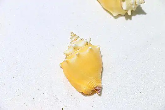 贝壳化石图片_贝壳化石图片大全_贝壳化石图片下载