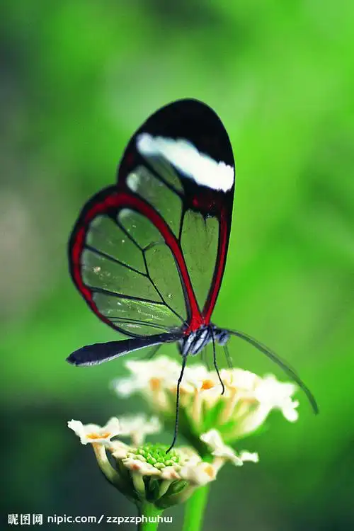 蝴蝶- 堆糖,美图壁纸兴趣社区