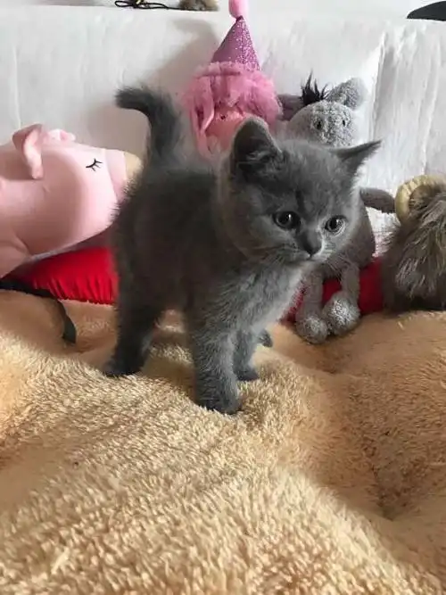 可爱粘人的蓝猫和优雅贵族波斯猫相比,你更喜欢谁?