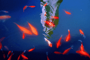 动态花鸟鱼图片大全_百度图片搜索