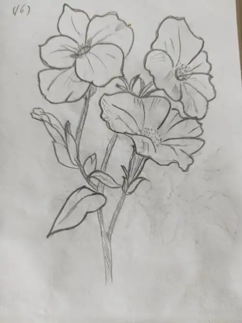 徐丽萍的简笔画一一花(一)