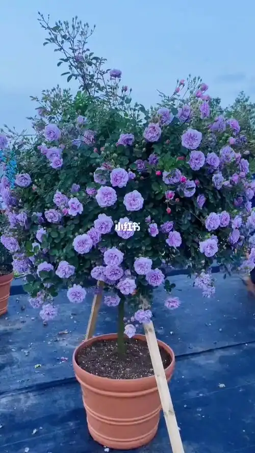 蓝色阴雨来了_家装_花艺_家居_家居装饰_家居家装_家居装饰_花艺