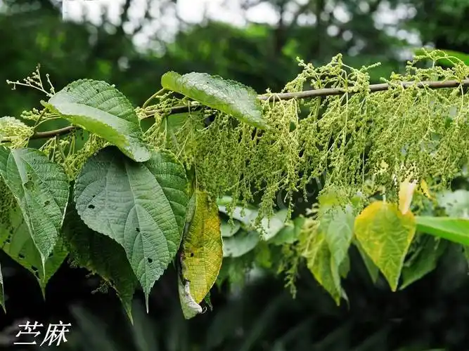诗经里的植物辨识三十四天然纤维之祖苎麻