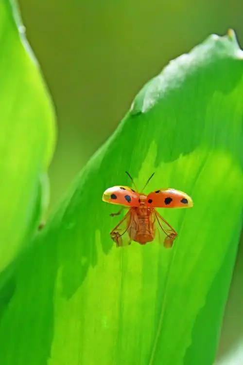 江苏省无锡市锡山区.|瓢虫|锡山区|野趣_新浪新闻