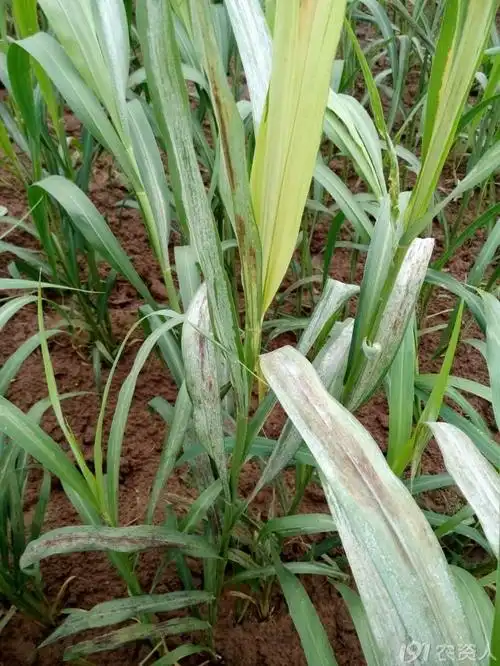 谷子这是什么病与种子有关吗求高手给诊断下谢谢