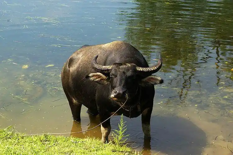 水牛