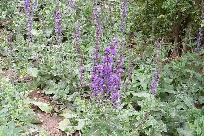 个头很小人称雪见很多人拿来炒鸡蛋其实它价值很高