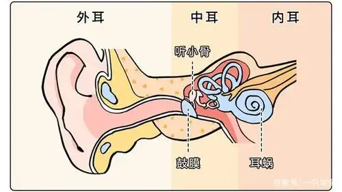 人的耳朵究竟有多敏感?