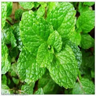 2,紫苏薄荷凉茶