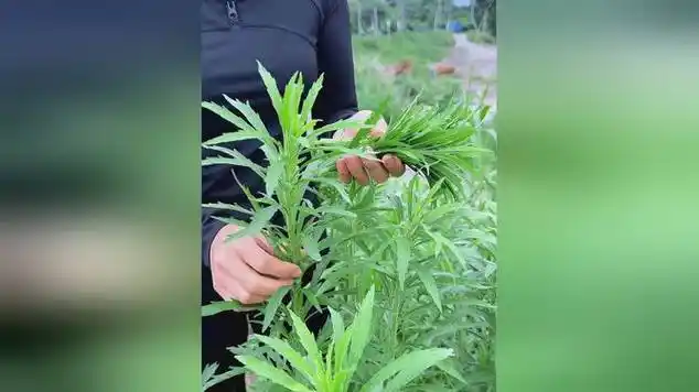 飞蓬草:古代洗发水的故事|洗发精_网易视频