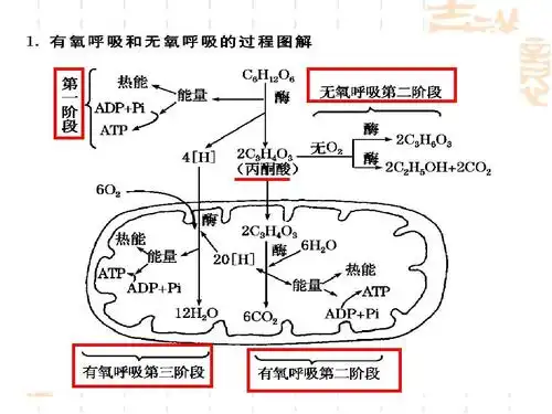 细胞呼吸有氧呼吸与无氧呼吸课用教案