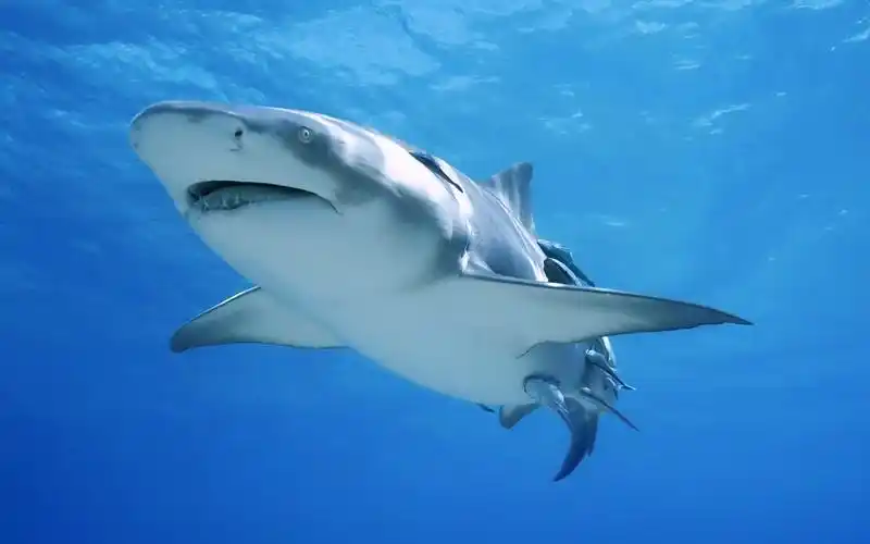 描述: 鲨鱼海洋-动物摄影壁纸 当前壁纸尺寸: 2560 x 1600