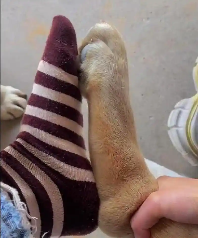 为什么人的脚和狗的脚大小相似?