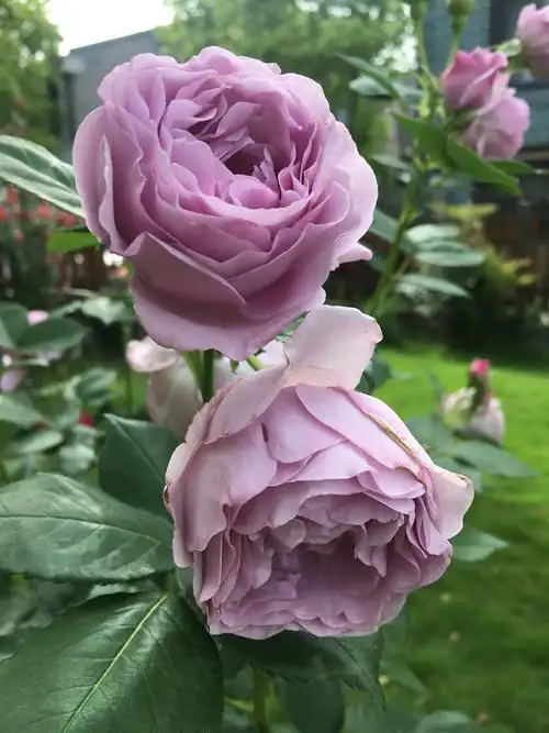 月季花蓝色风暴