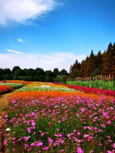 金山花海公园一日游