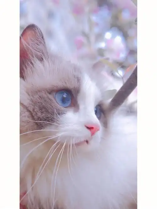 绝美小猫咪