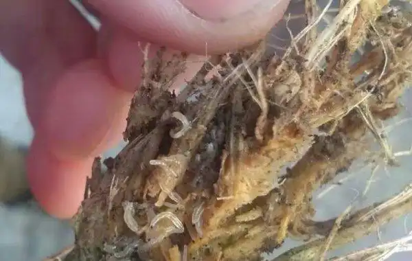 黄瓜根部的这种蛆如何防治?