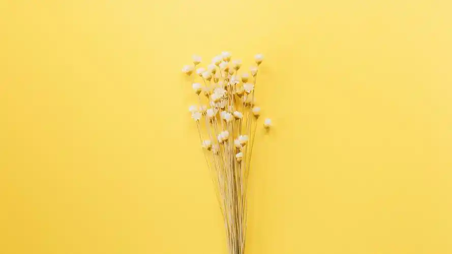 温馨的干花背景创意设计桌面壁纸-设计创意-壁纸下载-美桌网