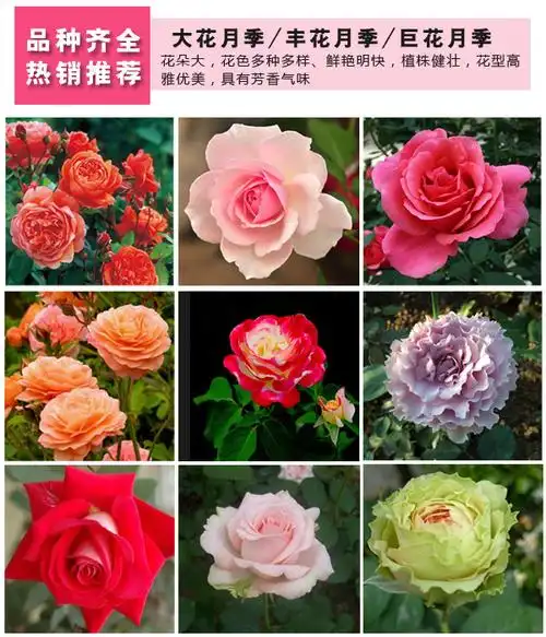 月季品种大全(河本纯子月季品种大全)